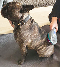 Lasertherapie für Hunde